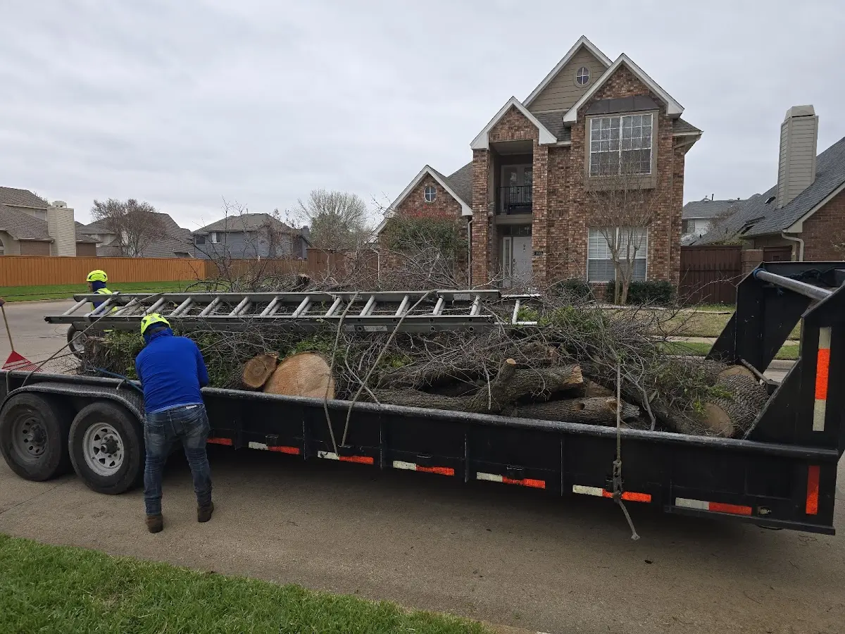 Expert Tree Removal with proper safety equipment in Hazel